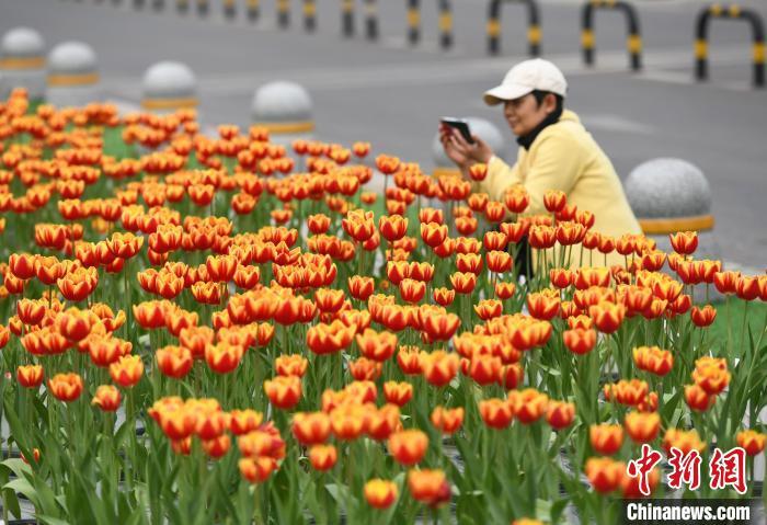 重庆一商圈用盆栽打造郁金香花海吸引市民打卡