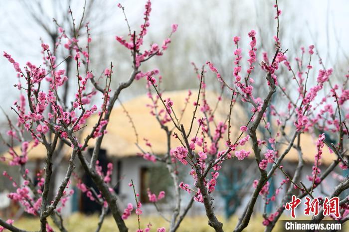 三月初的南京春寒料峭，东南大学梅园旁的“花间课堂”热闹非凡。泱波 摄