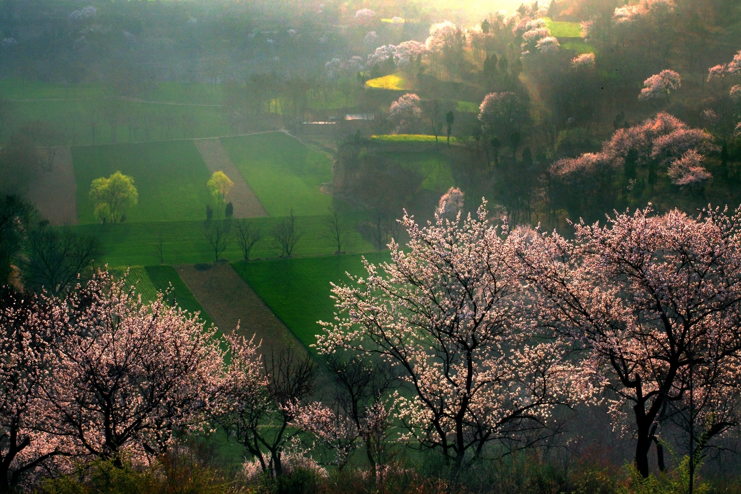 赏春走！中国新密&middot;伏羲山第十八届杏花节15日开幕