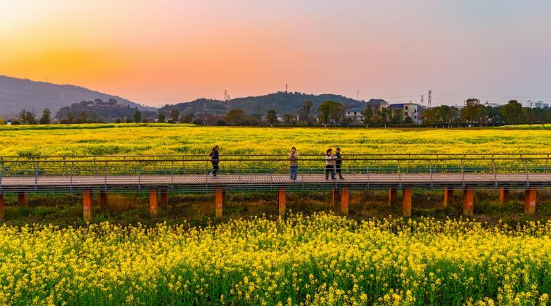 萍乡市安源区:油菜花海 乐享春光(图)凤凰网江西_凤凰网