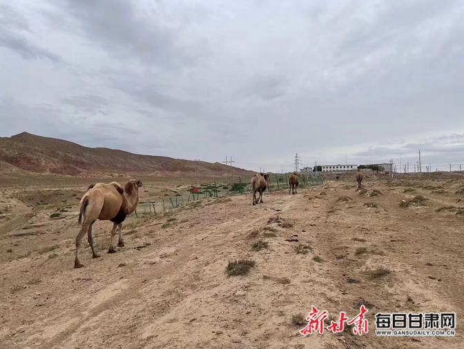 茫茫戈壁中的芨岭线路车间