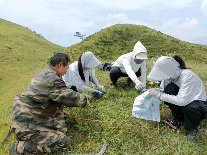 工作人员正在做草地样方做生物量统计和物种调查