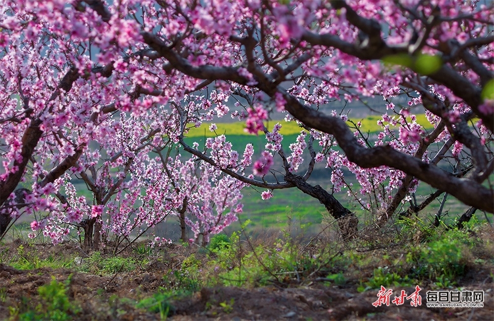 (摄影:新甘肃·每日甘肃网通讯员 刘增虎)