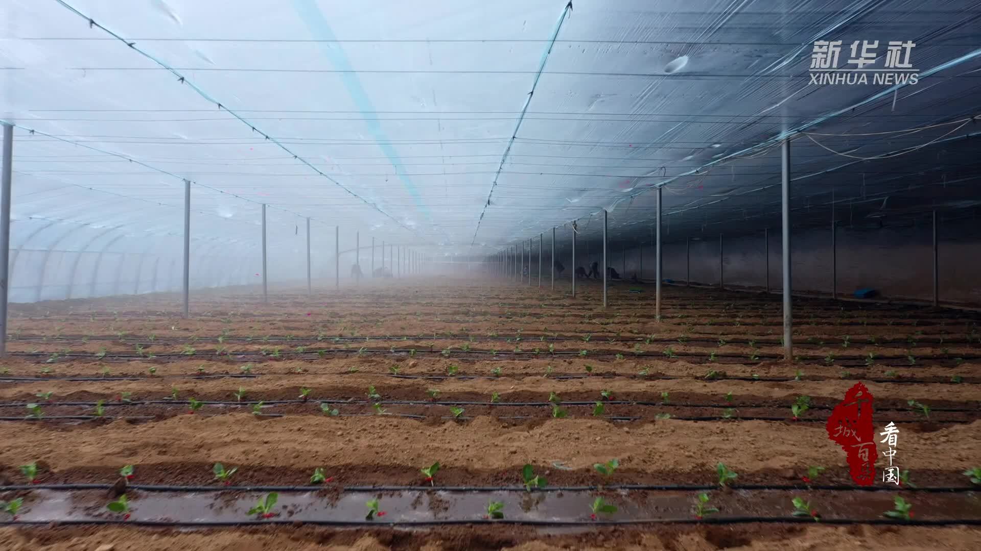 千城百县看中国丨河北高邑：大棚西瓜种植忙 特色产业促振兴