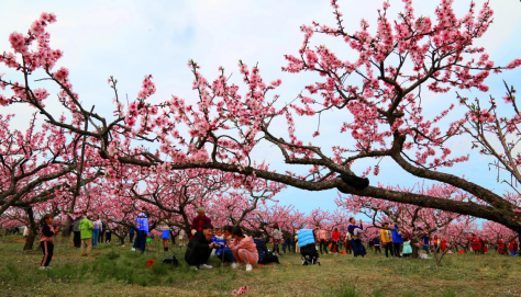 共赴一场浪漫花事 永修县第十八届凤凰山桃花节3月17日开幕