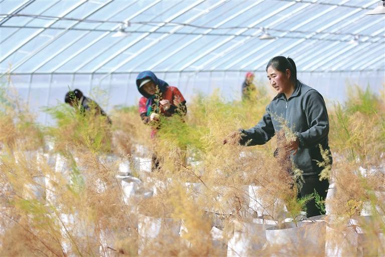 近日，在会宁县津甘共建现代农业科技示范园，工人们正在对芦笋进行剪枝管理。新甘肃&middot;甘肃农民报通讯员　陈坤