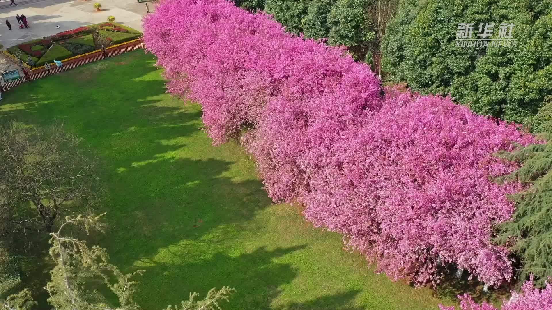 千城胜景丨云南宣威：满城春花惹人醉