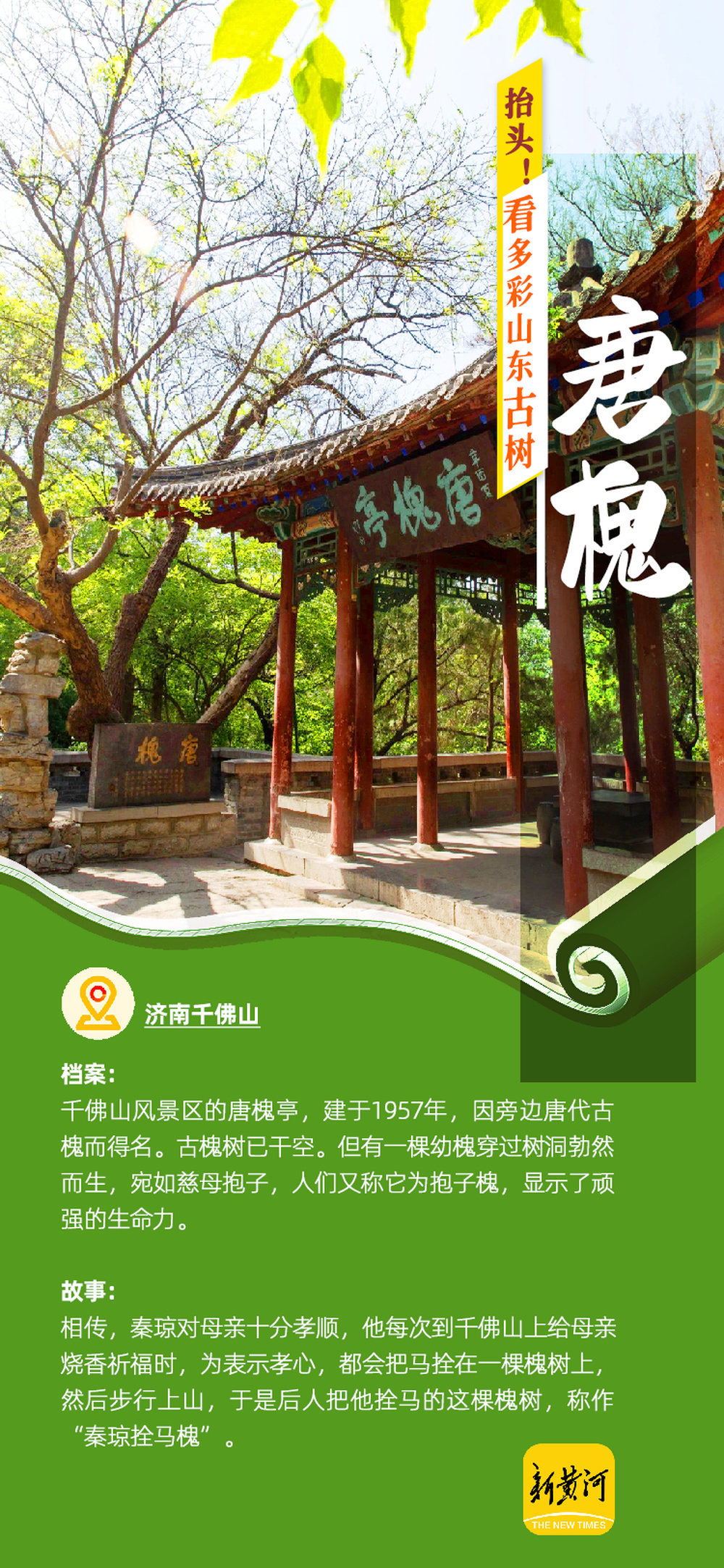 抬头！看多彩山东古树凤凰网山东_凤凰网