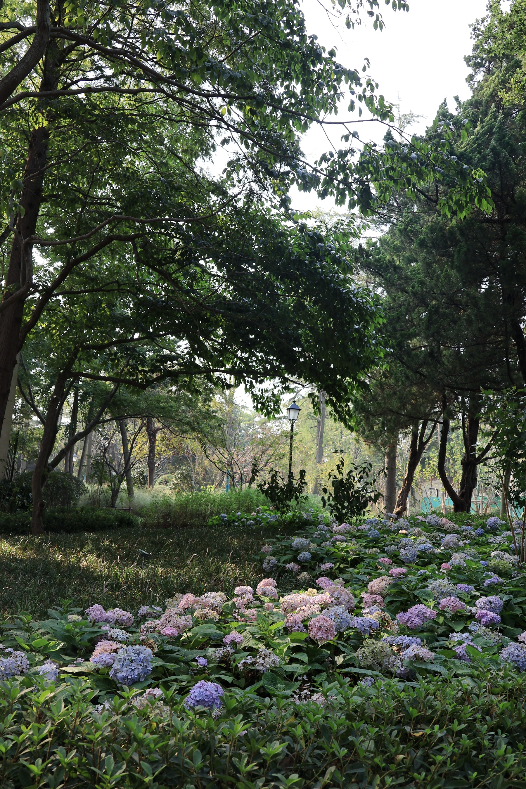 浮山森林公园全新亮相，市南区有序推进公园城市建设