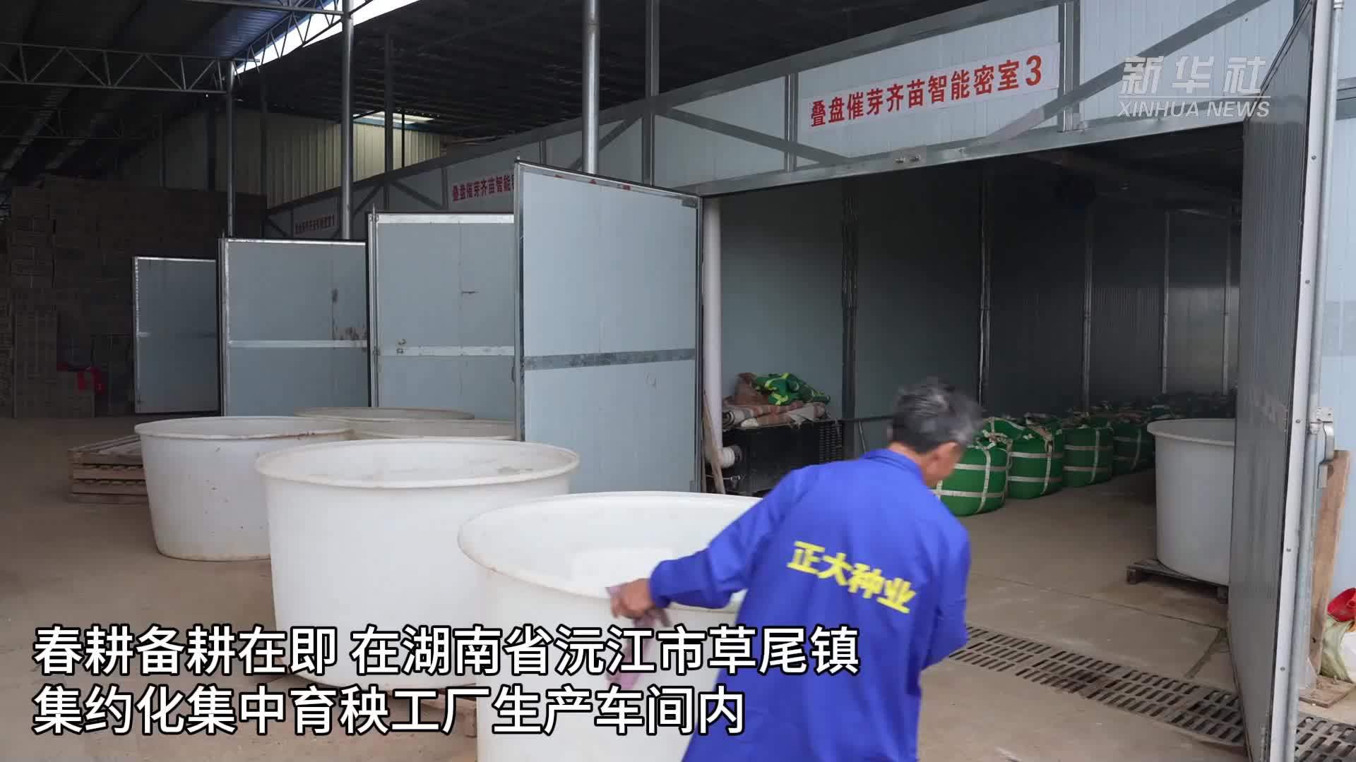 新华全媒+｜洞庭湖区采用早稻催芽新方法