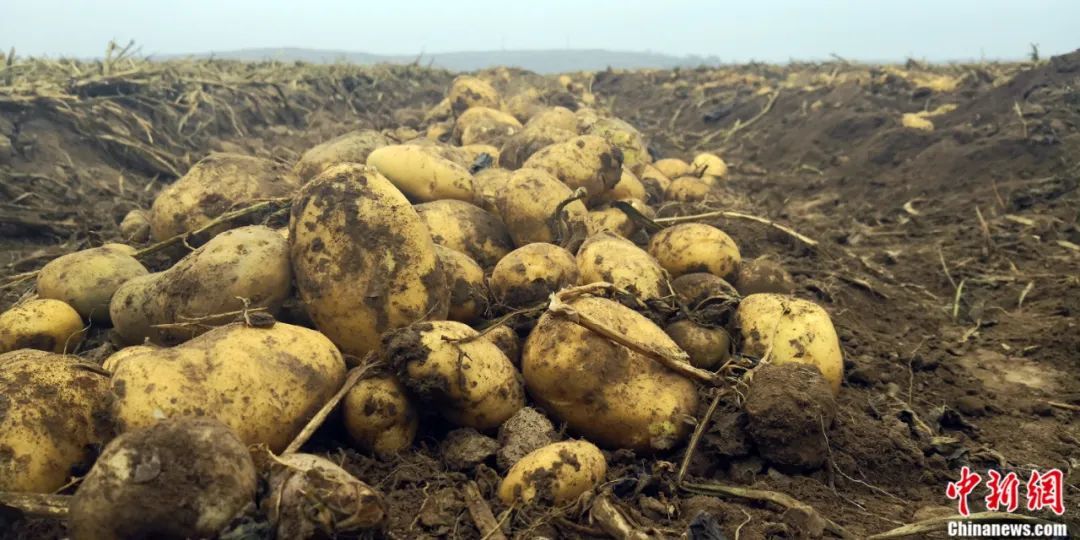 图为甘肃定西田间地头,刚挖出来的定西土豆。魏建军 摄