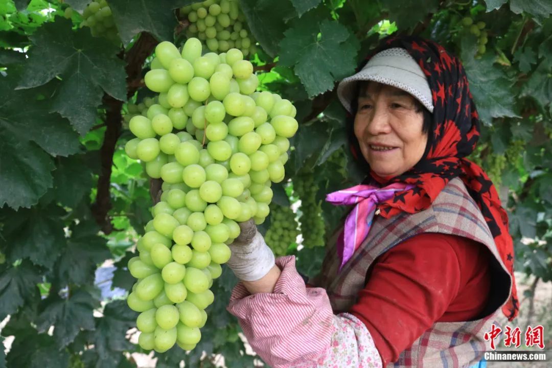 图为甘肃省敦煌市阳关镇营盘村,农民在葡萄园中采摘葡萄。张晓亮 摄