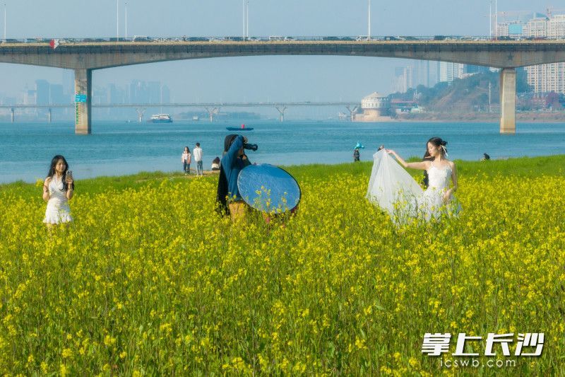 油菜花田迎来盛开，市民们纷纷拍照打卡，记录美好时光。均为长沙晚报全媒体记者 刘晓敏 林暘 何文瑞 摄影报道