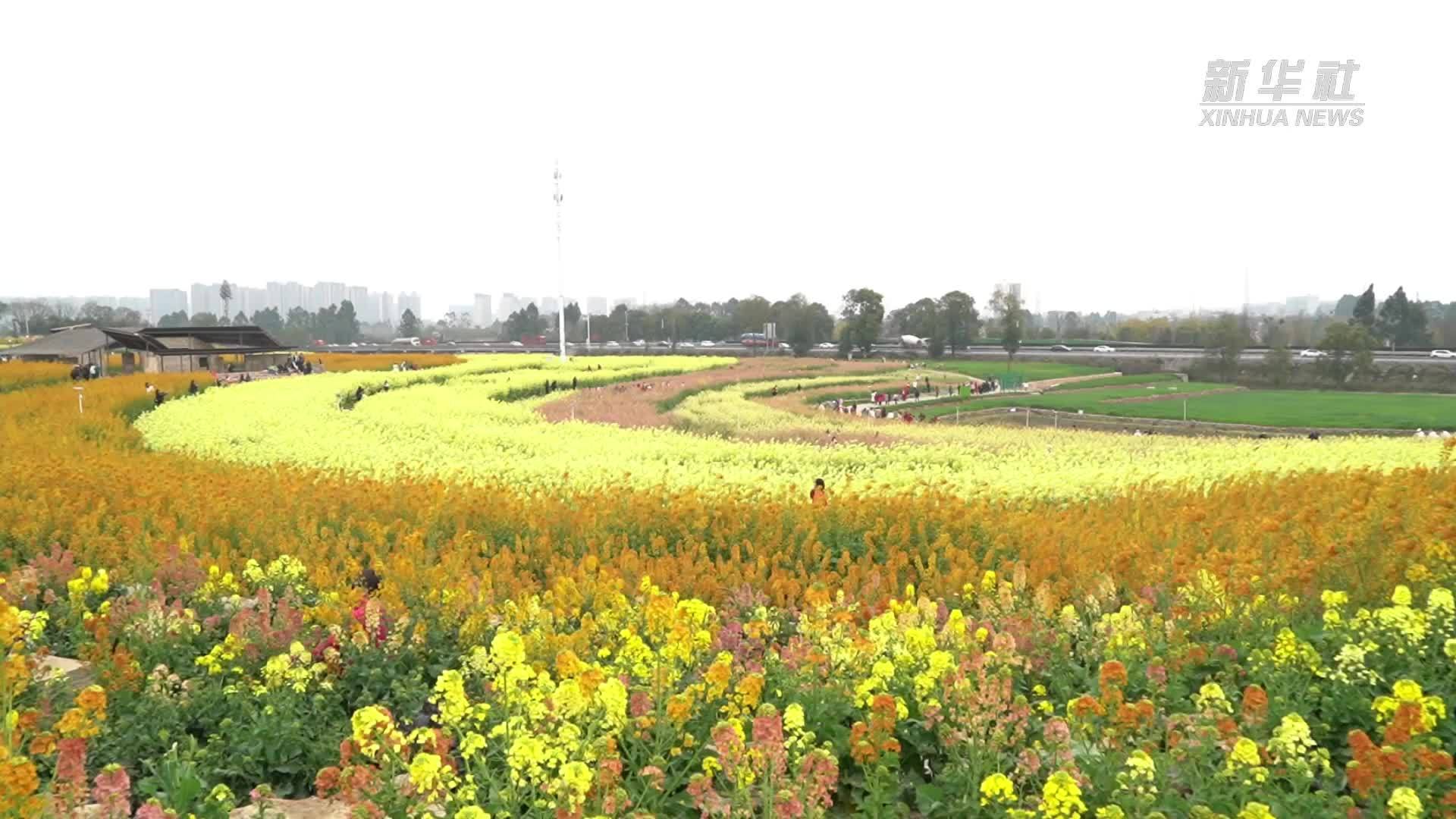 都市农业带火“赏花经济”_凤凰网视频_凤凰网