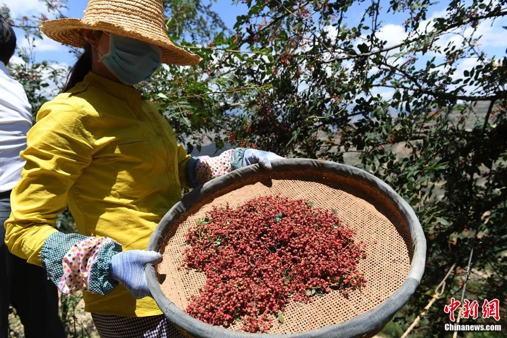 图为地处秦巴山区的甘肃陇南市武都区迎来花椒收获季节 杨艳敏 摄