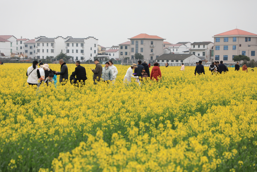 江西南昌县：油菜花开 一起共赴春天之约（图）