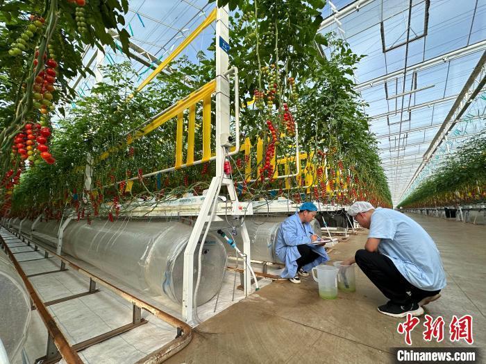 3月上旬，工作人员在甘肃平凉一栋12万平方米智能玻璃温室作业。　魏建军 摄