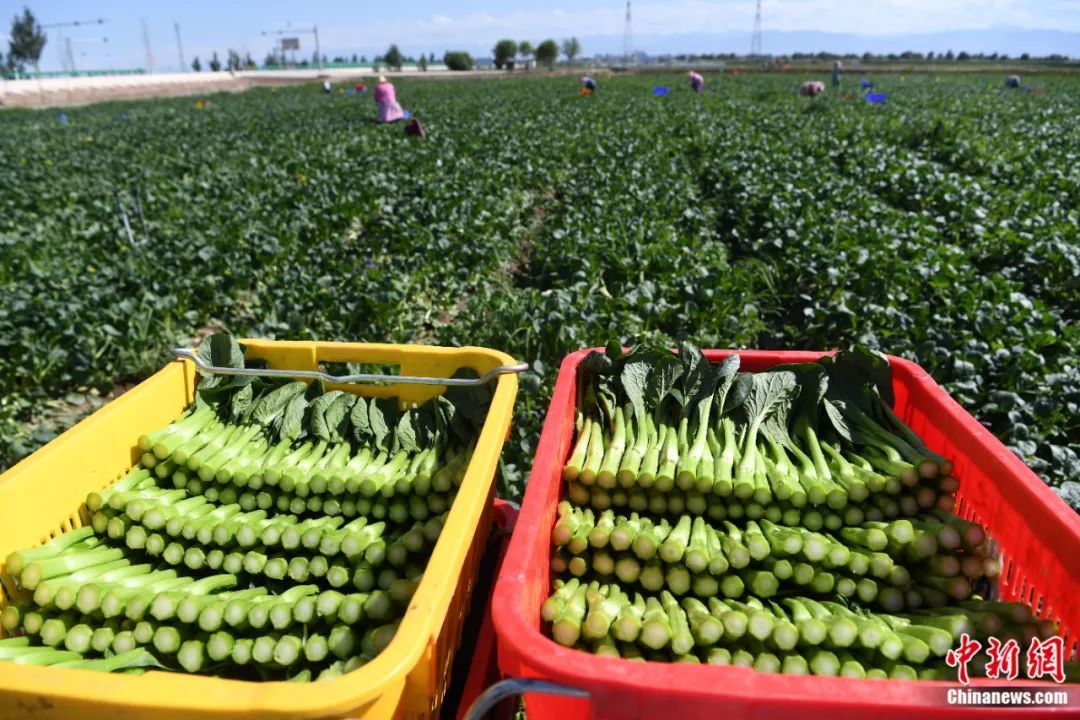 2021年7月29日,甘肃省张掖市甘州区乌江镇供粤港澳大湾区优质果蔬产业基地蔬菜成熟,工作人员对菜心进行收割。杨艳敏 摄