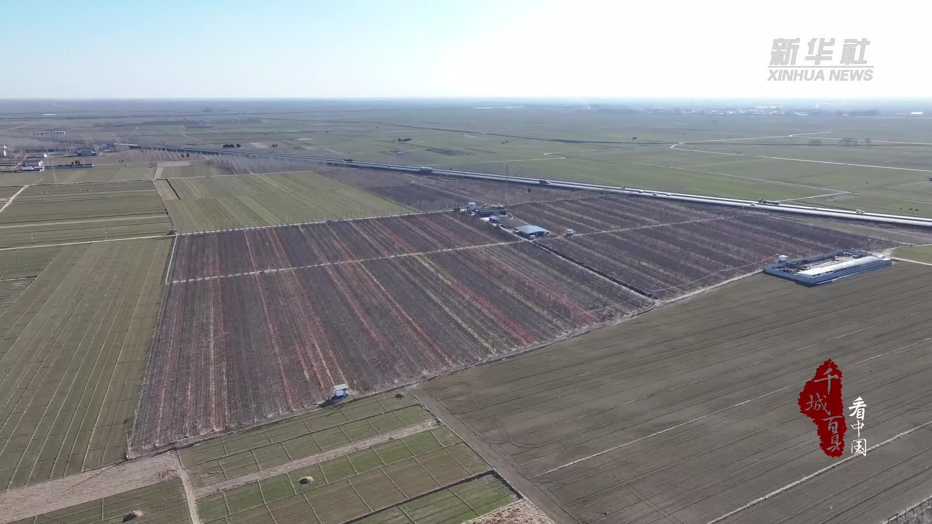 千城百县看中国河北孟村果树剪枝忙丰收有保障