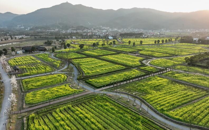 萍乡市安源区:油菜花海 乐享春光(图)凤凰网江西_凤凰网