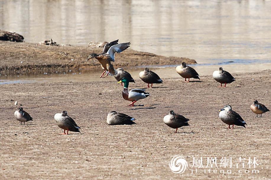 野鸭在伊通河南溪湿地嬉戏。