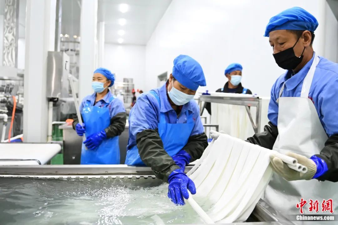 图为甘肃省定西市安定区一马铃薯宽粉生产基地内,工作人员正在进行定西宽粉制粉工作。李亚龙 摄