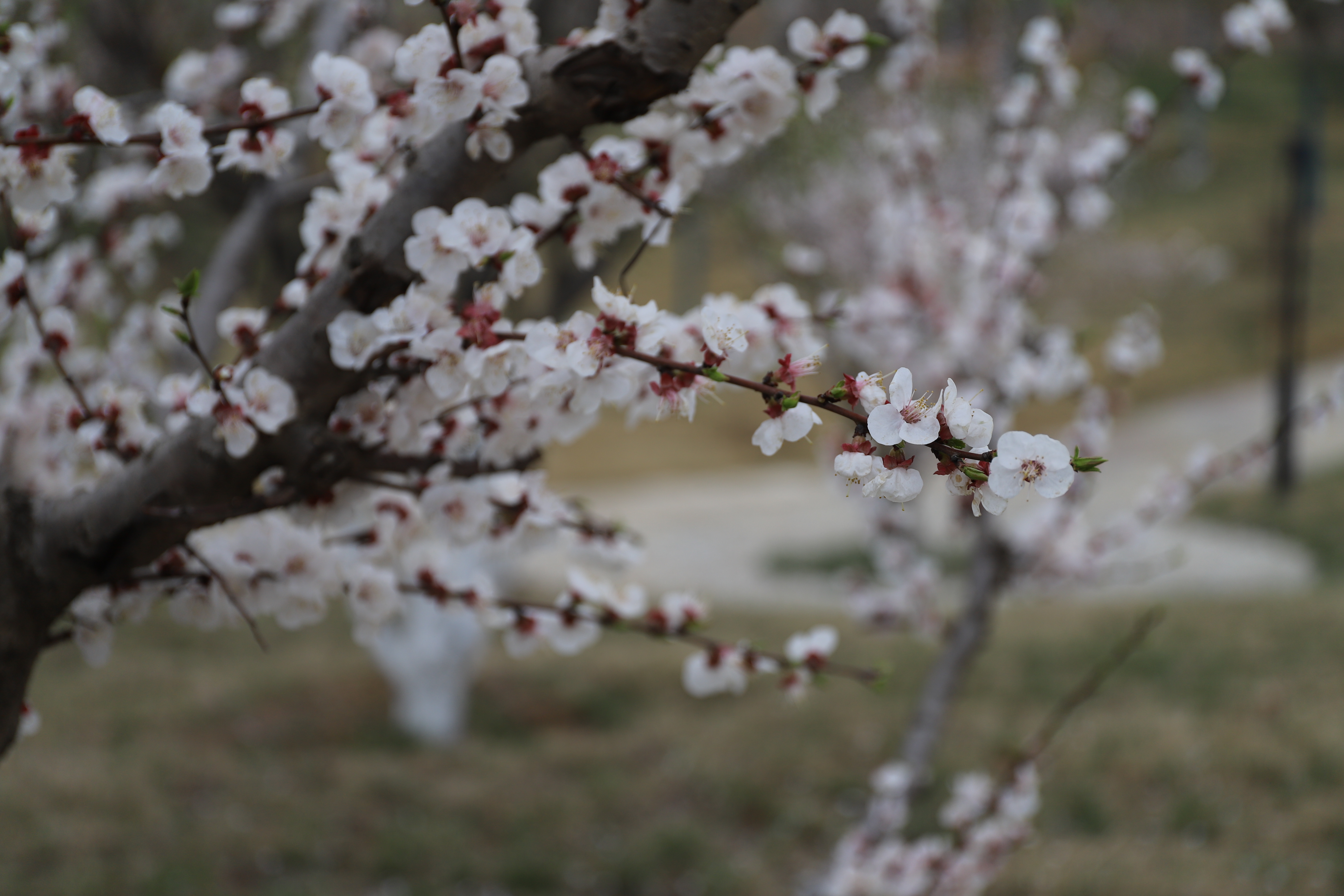 赏春走！中国新密&middot;伏羲山第十八届杏花节15日开幕