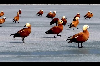 春游去哪玩来肃州快活鸭