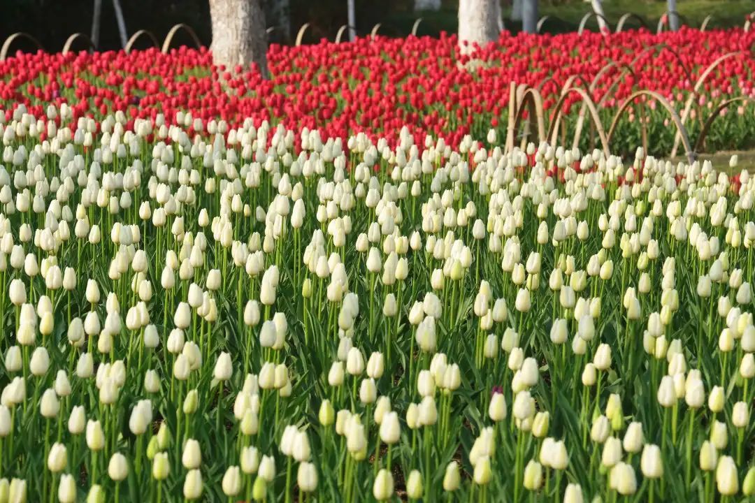 崇明郁金香花展图片