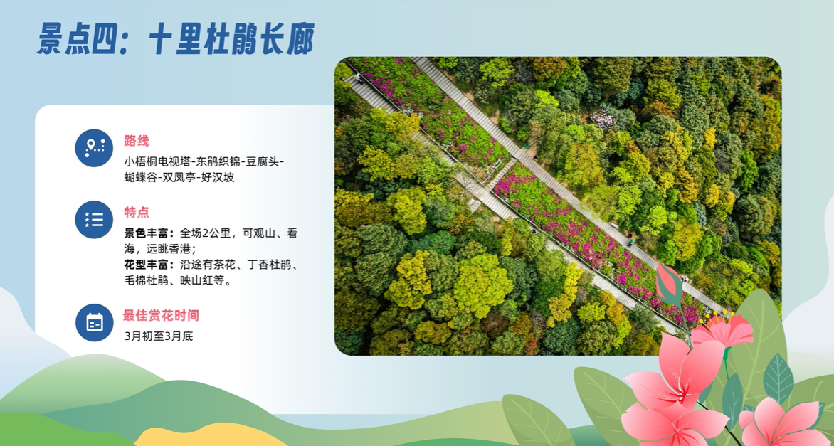 @深圳人“上春山”赏杜鹃 梧桐山毛棉杜鹃花会将至