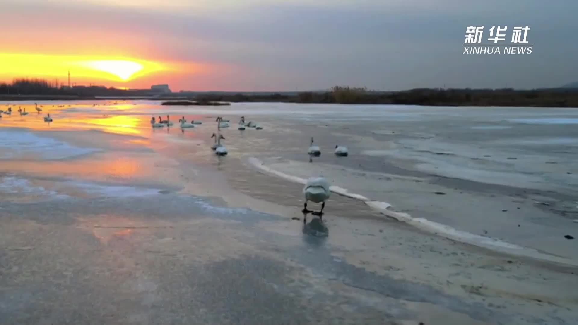 辽宁义县：天鹅披朝霞 泛波大凌河