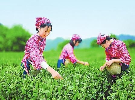 碧口古镇马家山茶山图片