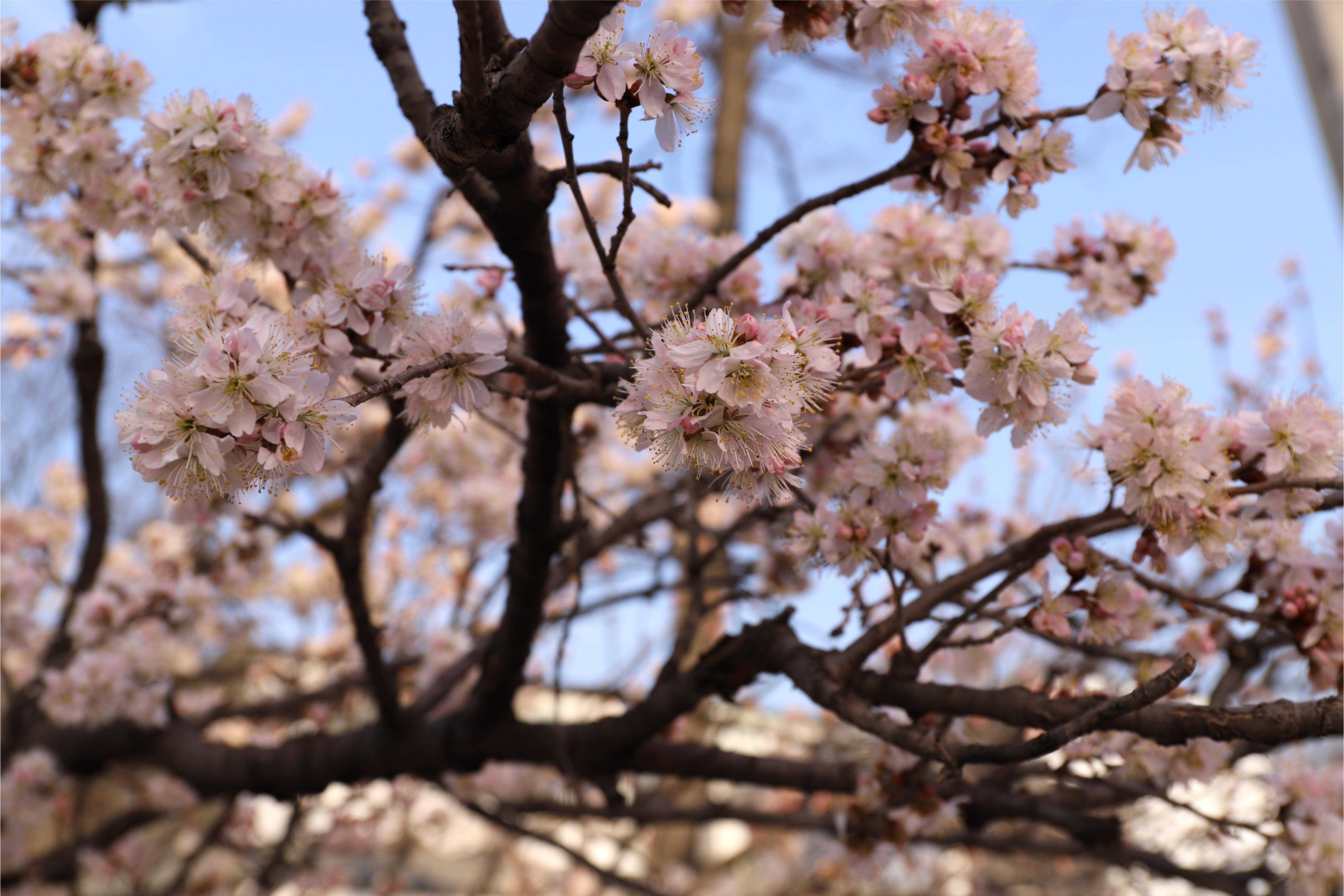 赏春走！中国新密&middot;伏羲山第十八届杏花节15日开幕
