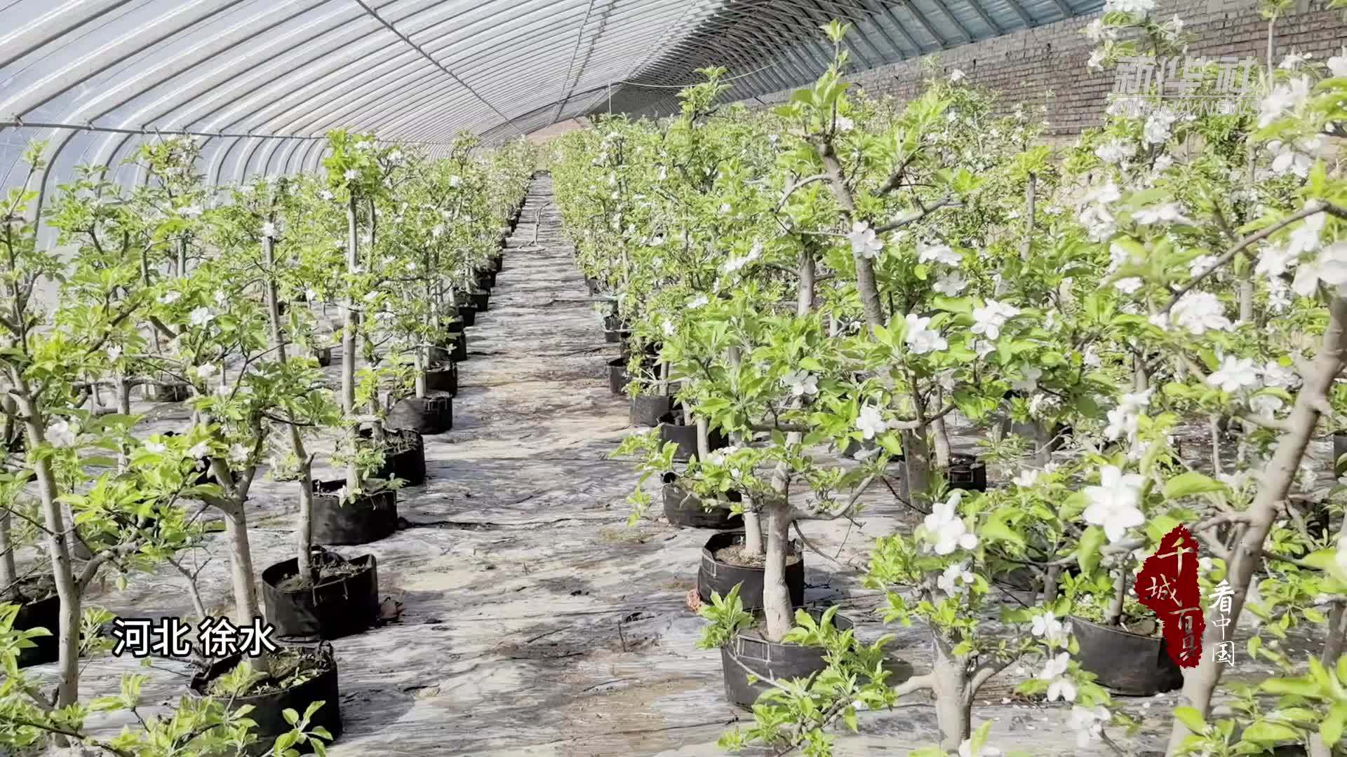 千城百县看中国河北徐水万盆果树盆景竞相绽放