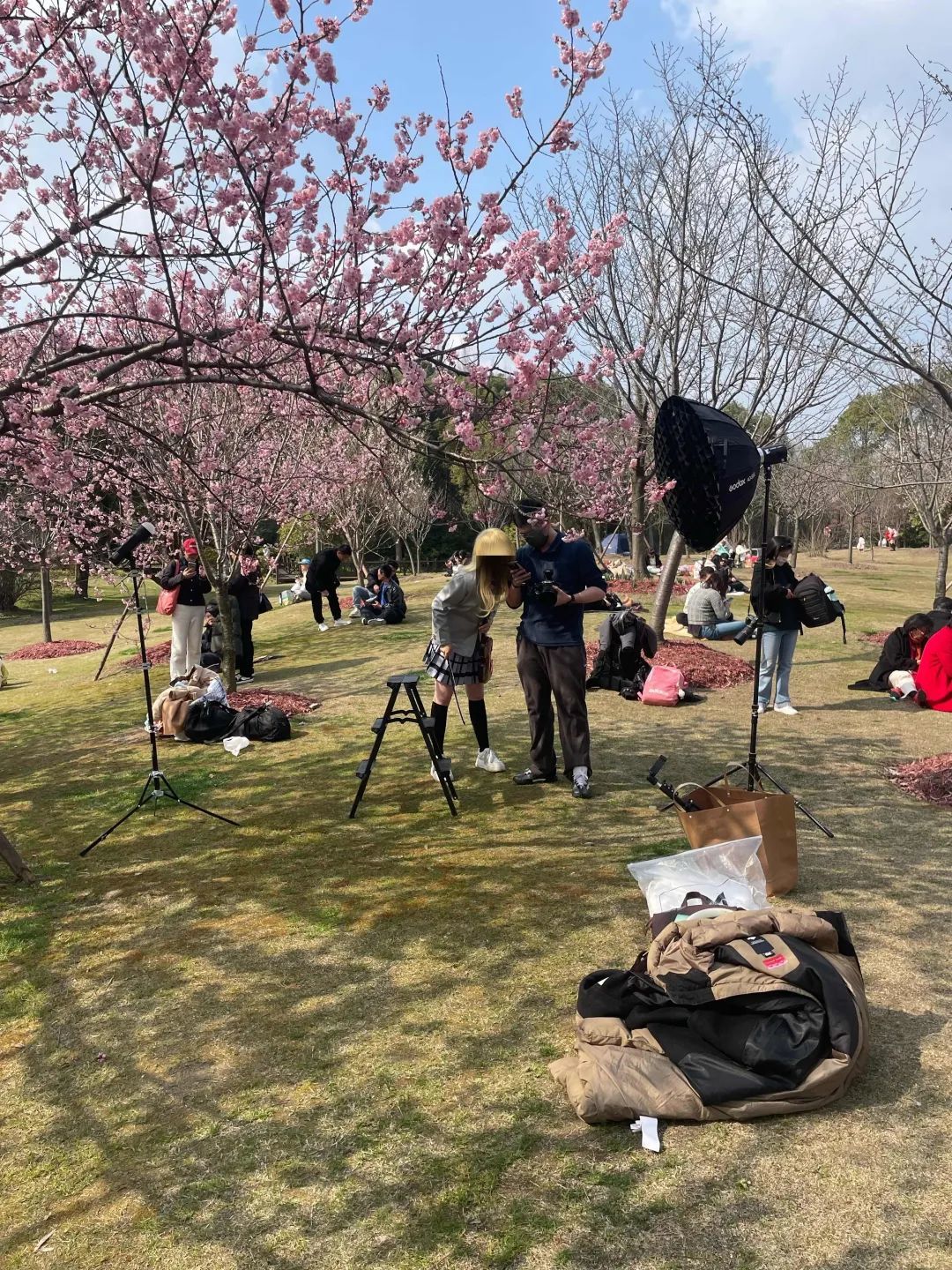 樱花树下霸树引争议多方发声