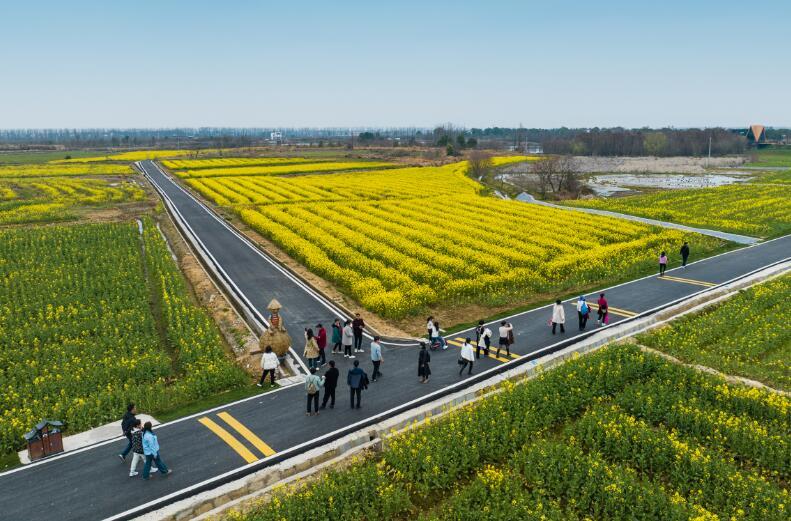 江西南昌县：油菜花开 一起共赴春天之约（图）