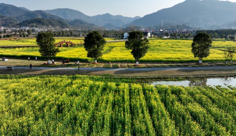 萍乡市安源区:油菜花海 乐享春光(图)凤凰网江西_凤凰网