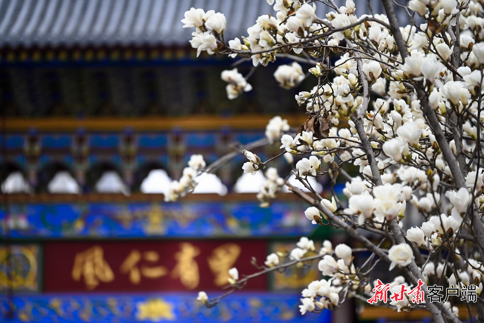 天水市秦州区自由路的玉兰花 新甘肃·甘肃日报记者 孟捷 摄影