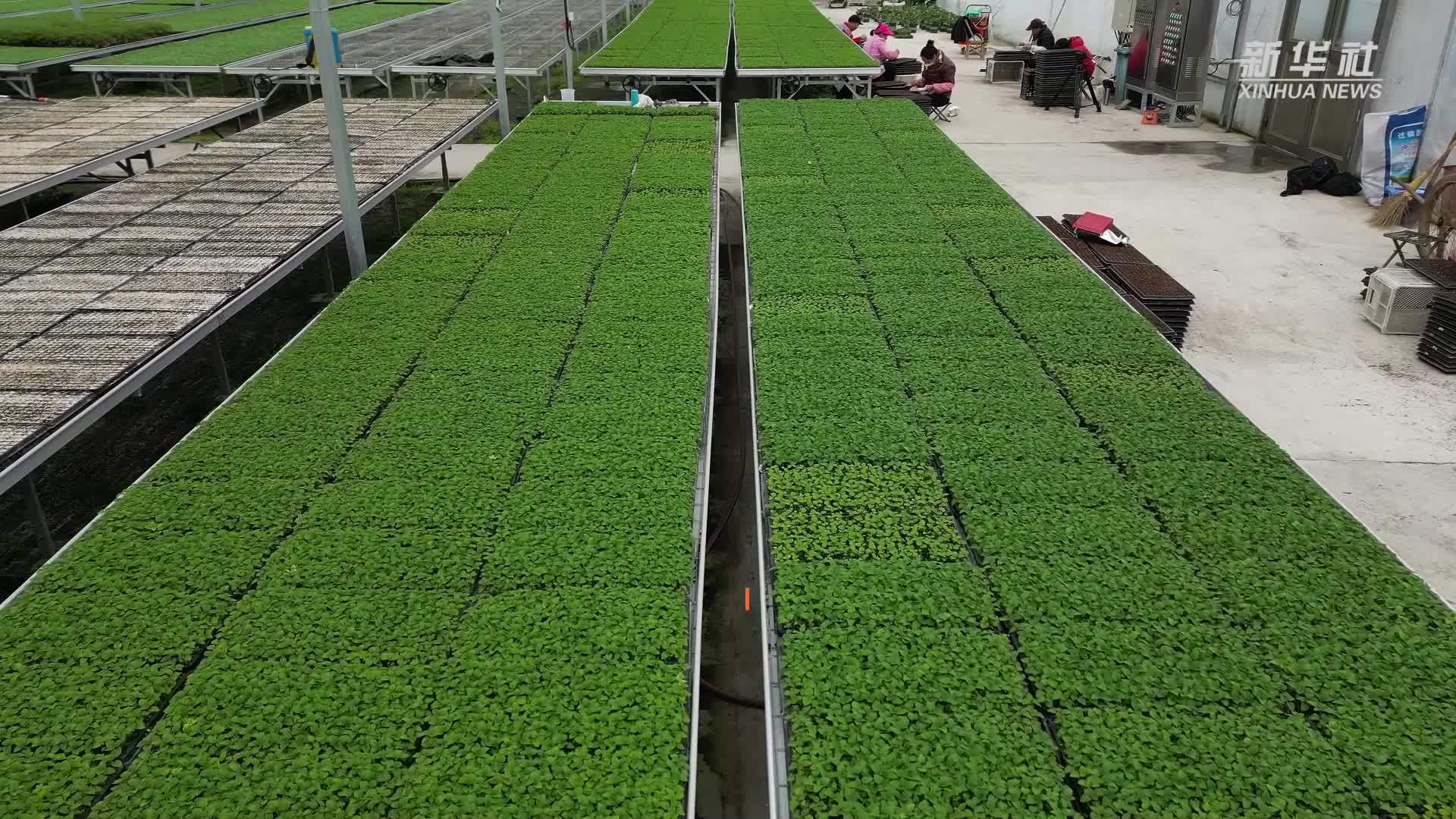 浙江镇海备战春耕春种育苗中心日供种苗30万株