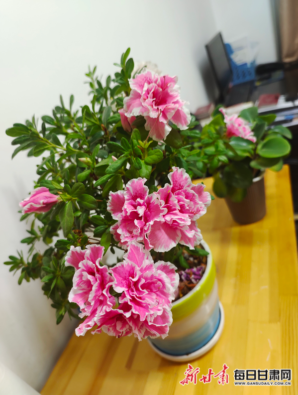 柳常财桌上的杜鹃花正在盛放