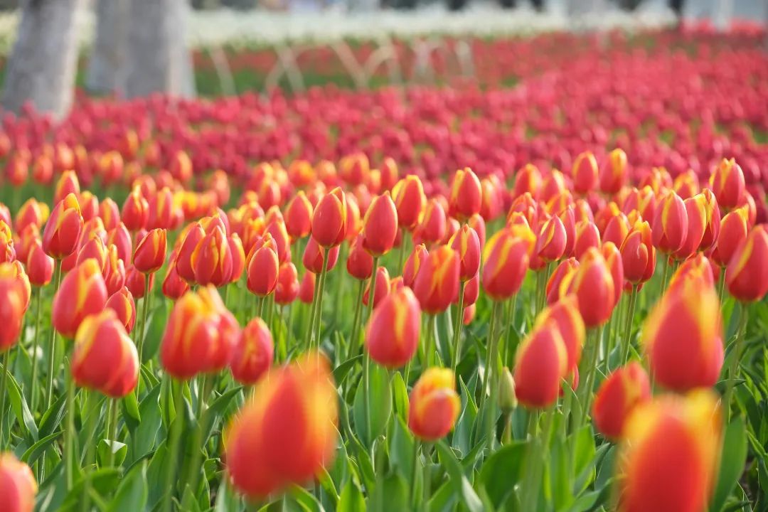 郁金香花展就在宁波这里