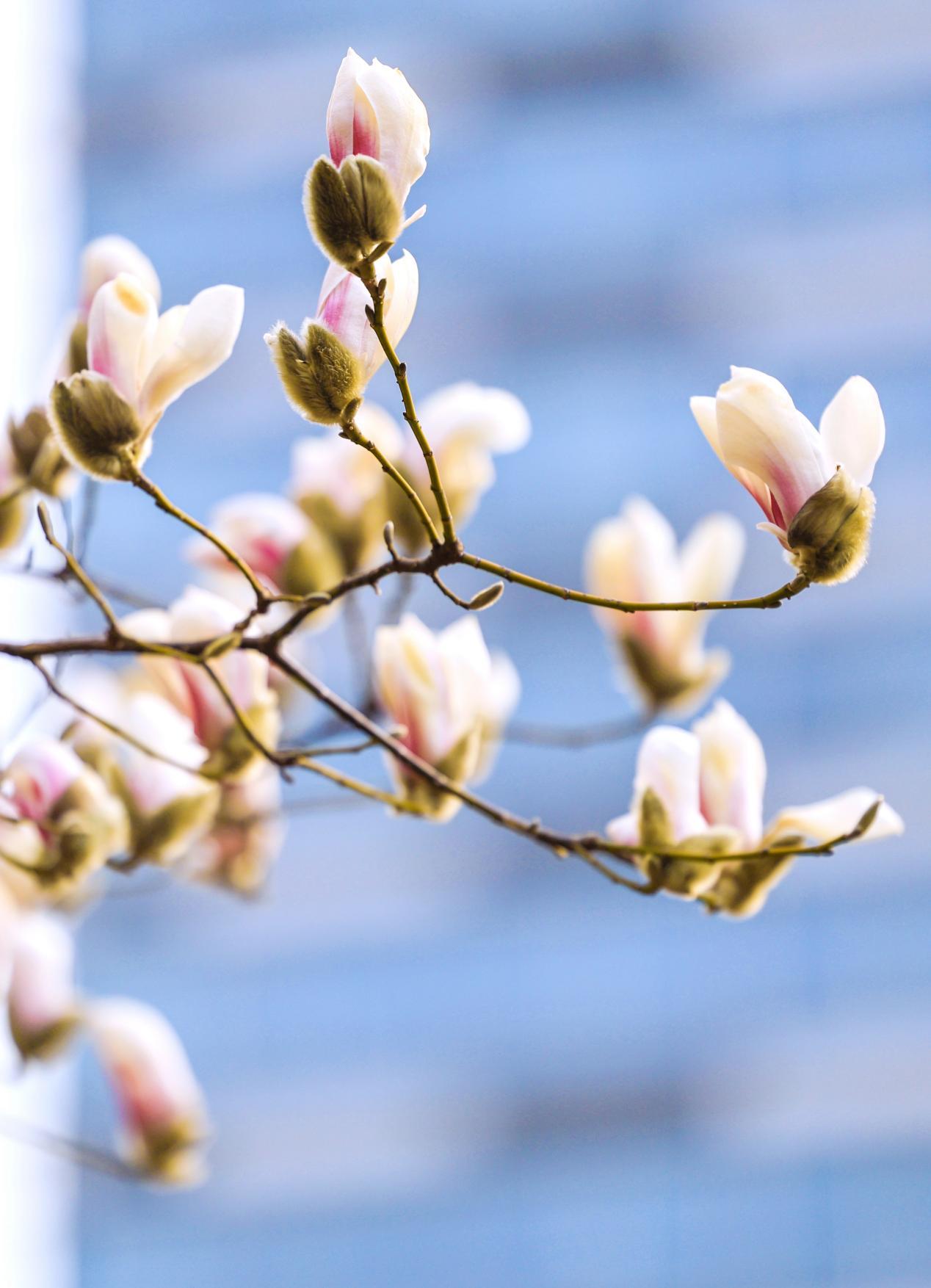 玉兰花花蕊像什么图片