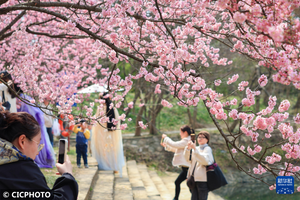 江苏南京樱花烂漫春意浓