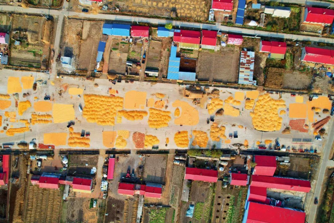 2023年10月24日，黑龙江富锦市大榆树镇邵店村，农民把收获的粮食运到空地上晾晒。