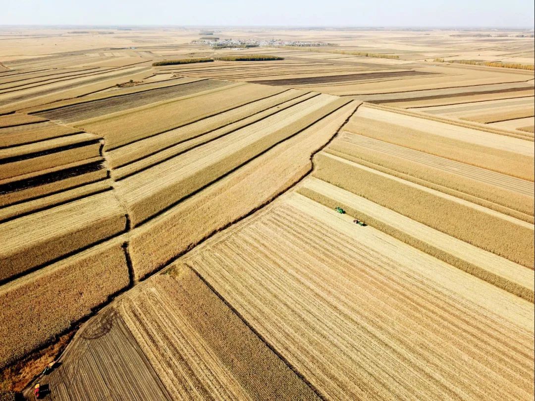 2023年10月11日，黑龙江富锦市一块玉米地里的收割现场。