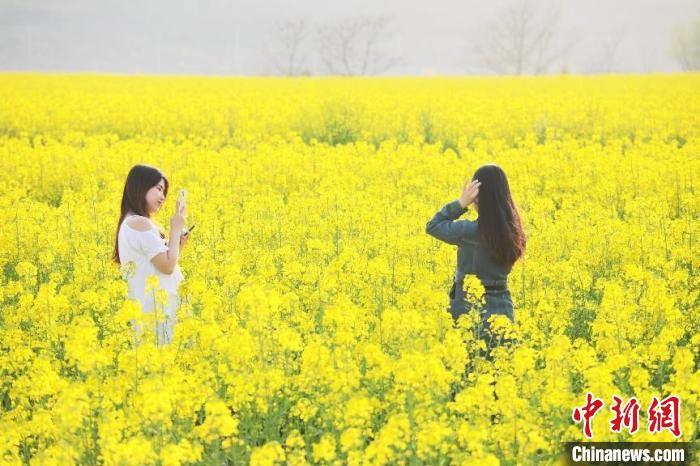 游客在芜湖市三山经开区峨桥镇响水涧旅游景区成片的油菜花田里赏花。陈家乐 摄