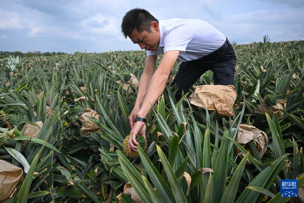 3月18日，韩衍在海南省文昌市锦山镇花园村对凤梨进行采样，以查看凤梨口味和成熟度。