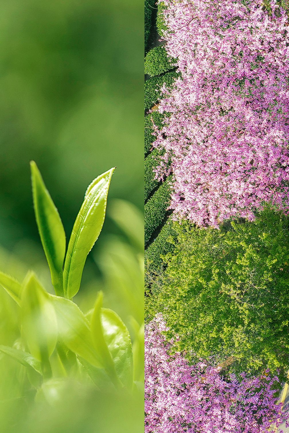 山、水、云、霧、茶、花......種種至美意象，在茶園中都能得以一觀。左圖攝影/康林 右圖攝影/劉艷暉