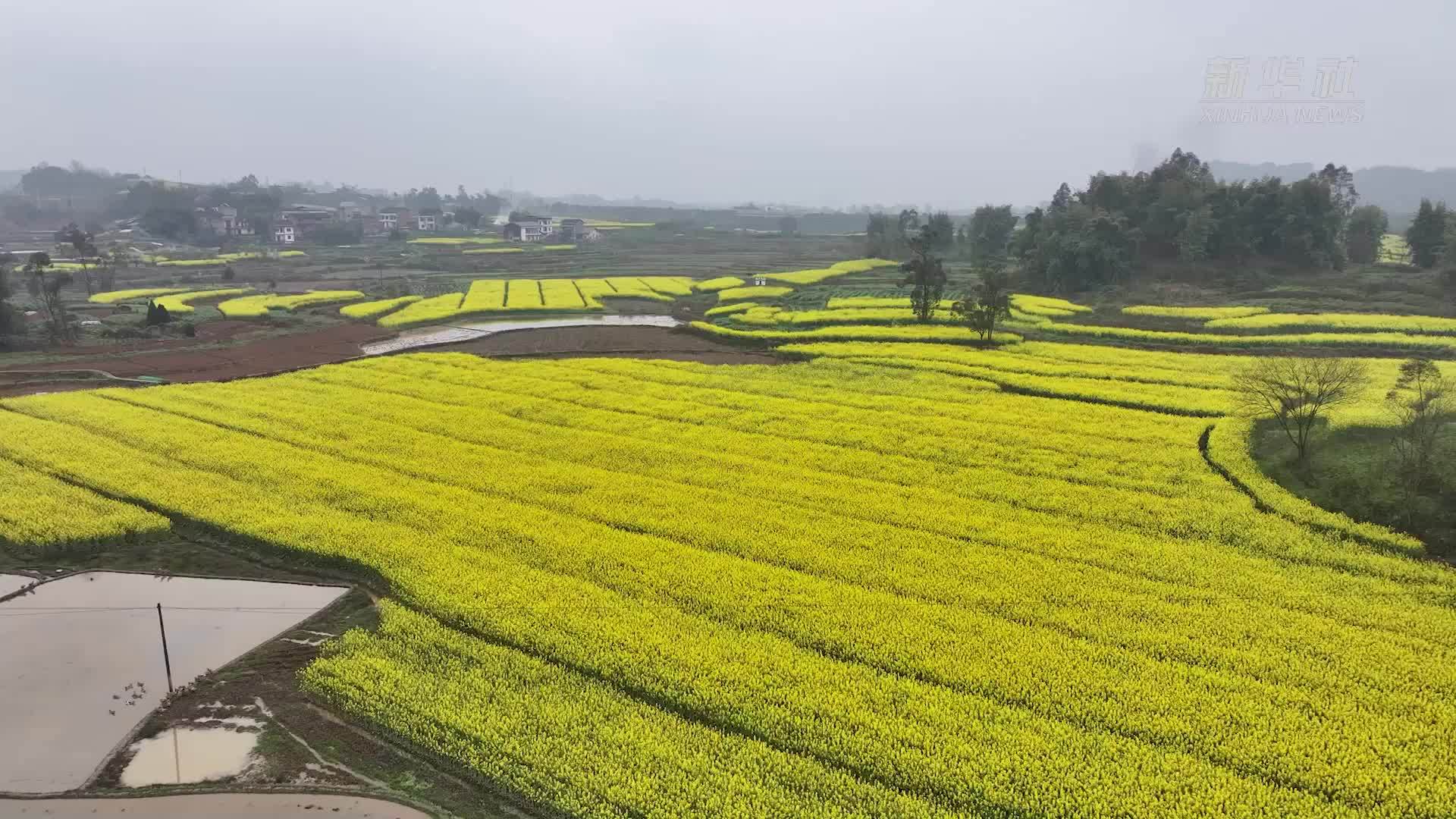 重庆长寿：油菜花开待春耕