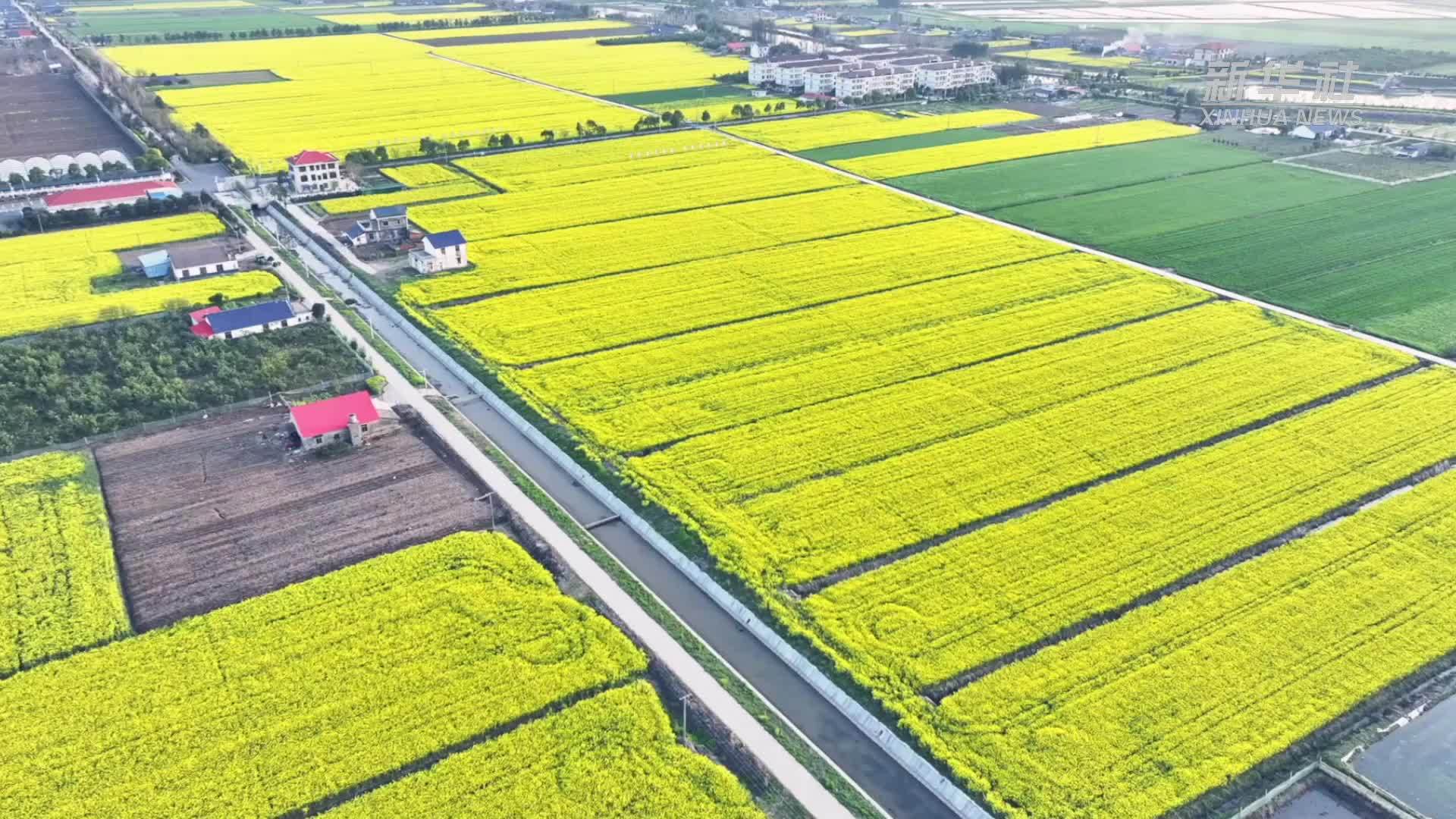 湖南益阳油菜花竞相绽放金色田埂似画框